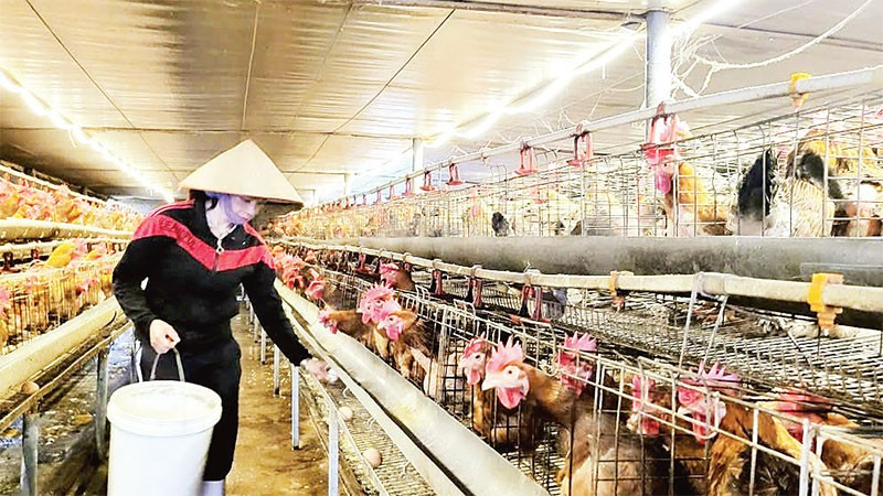 Mô hình nuôi gà bản Đầm Hà của gia đình anh Tuyền ở xã Quảng Tân đã mang lại giá trị kinh tế cao.