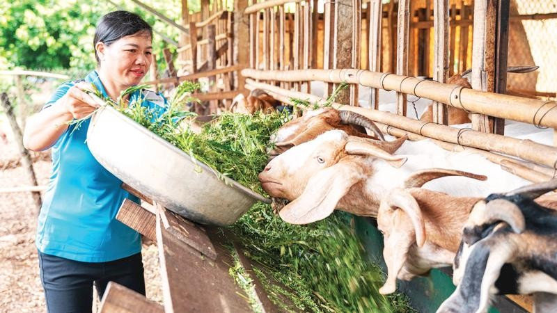 Được sự hỗ trợ từ các mô hình đa dạng hóa sinh kế, nhiều phụ nữ ở Đắk Lắk đã phát triển chăn nuôi, vươn lên thoát nghèo.