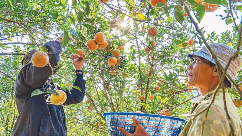 Mô hình du lịch sinh thái gắn phát triển nông nghiệp mang lại triển vọng lớn cho người dân vùng cao.