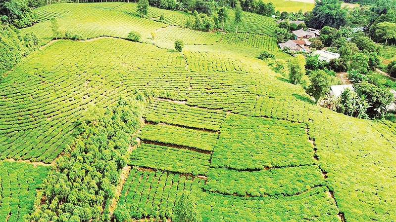 Đồi chè xanh ôm ấp bản làng tại Phẳng Tao.