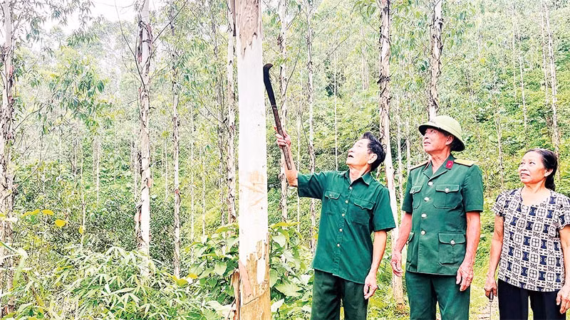 Thương binh Lương Khuyến Giang (ngoài cùng bên trái) kiểm tra đồi bạch đàn.