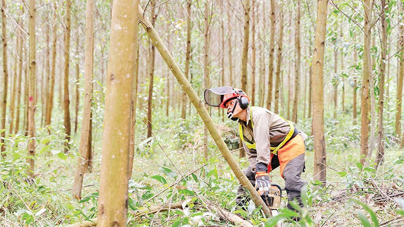 Các chủ rừng áp dụng kỹ thuật lâm sinh tiên tiến như tỉa thưa sớm, trồng xen cây bản địa và quản lý theo chu kỳ dài để nâng cao chất lượng rừng.