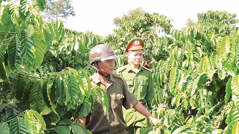 Lực lượng chức năng tăng cường công tác tuần tra, kiểm tra bảo đảm an ninh trật tự trong mùa thu hái cà-phê.