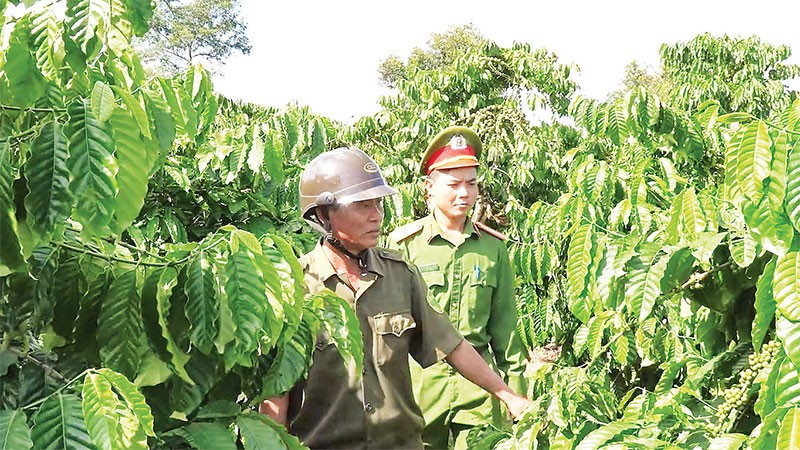 Lực lượng chức năng tăng cường công tác tuần tra, kiểm tra bảo đảm an ninh trật tự trong mùa thu hái cà-phê.