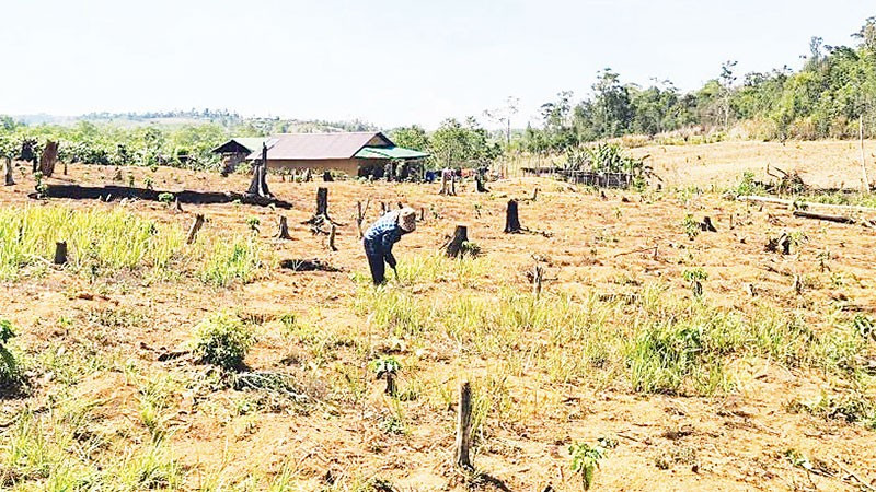 Người dân ngang nhiên phá rừng, canh tác, mua bán đất trái phép trên lâm phần do Công ty TNHH MTV Lâm nghiệp Đắk N’Tao quản lý.