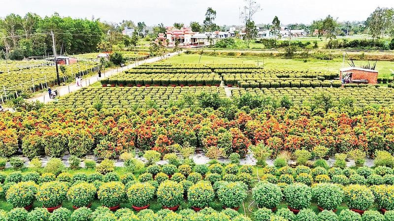 Một góc làng hoa Hà Đông ở phường Điện Bàn Bắc, thành phố Đà Nẵng.