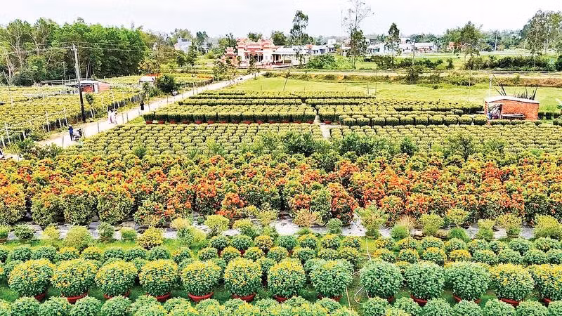 Một góc làng hoa Hà Đông ở phường Điện Bàn Bắc, thành phố Đà Nẵng.