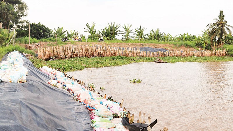 Tuyến đê biển quốc gia đoạn đi qua ấp Giồng Bàn, xã Long Vĩnh bị sạt lở chân đê, dài 70m.
