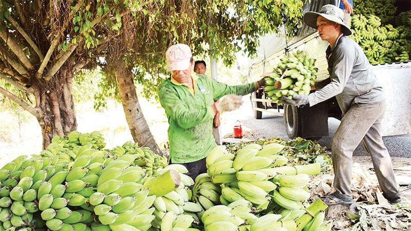 Thu hoạch chuối ở xã U Minh Thượng.