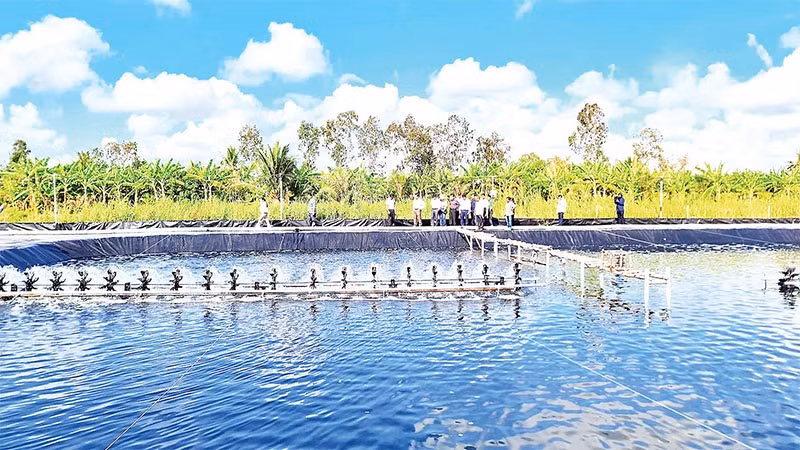Mô hình nuôi tôm tuần hoàn nước khép kín với hàm lượng khoa học cao đang được nhân rộng nhiều nơi tại Cà Mau.