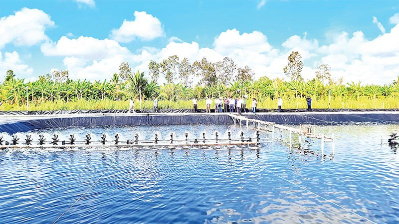 Mô hình nuôi tôm tuần hoàn nước khép kín với hàm lượng khoa học cao đang được nhân rộng nhiều nơi tại Cà Mau.