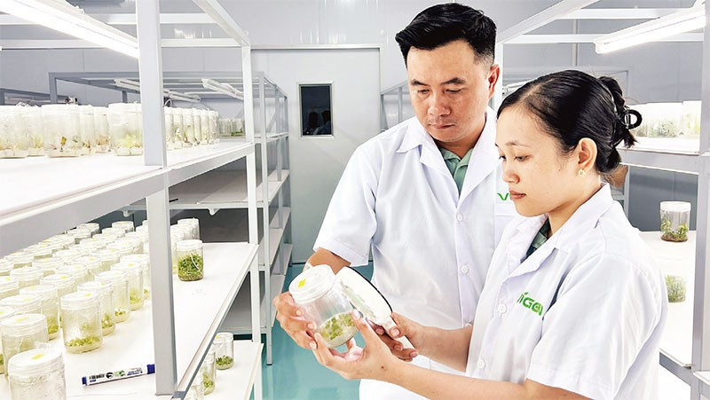 Ứng dụng công nghệ nhân giống cấy mô tại xã Chợ Lách (tỉnh Vĩnh Long).