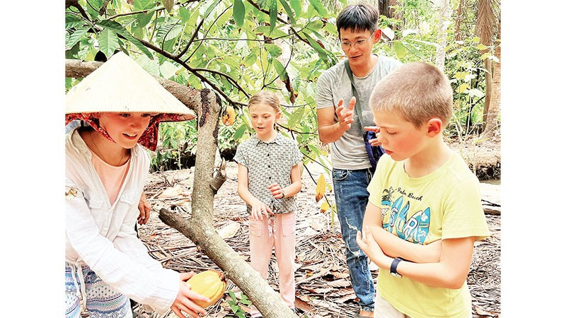 Khách du lịch tham quan vườn ca cao tại tỉnh Vĩnh Long.