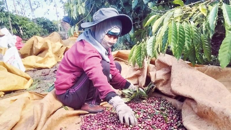 Những mô hình sản xuất hiệu quả đã mang lại việc làm và thu nhập cao cho hàng nghìn hộ nông dân.