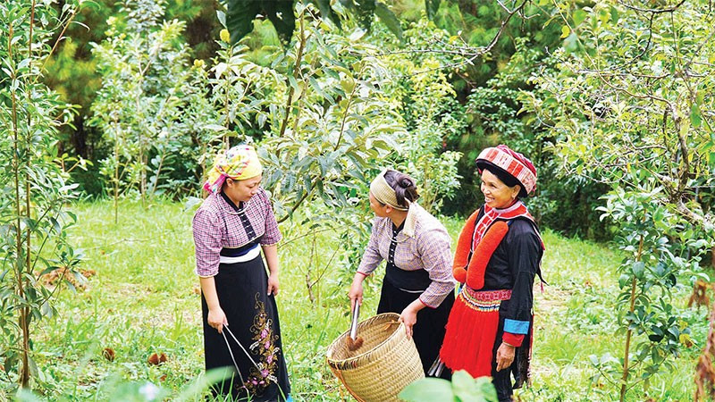 Thành viên Hợp tác xã Hợp Phát, xã Ngân Sơn thu hoạch hạt dẻ trồng hữu cơ.