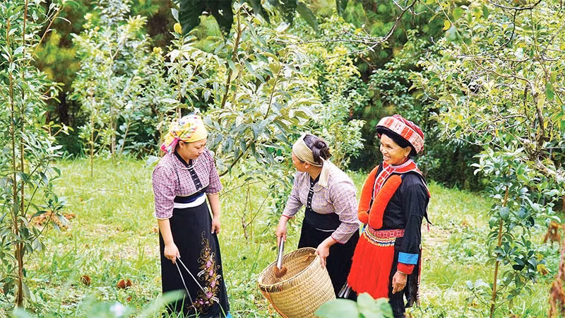 Thành viên Hợp tác xã Hợp Phát, xã Ngân Sơn thu hoạch hạt dẻ trồng hữu cơ.