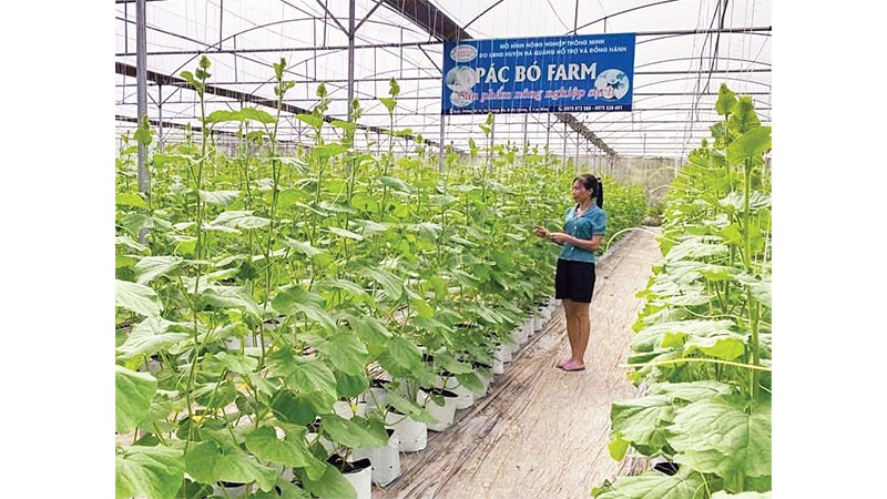 Nông dân xã Trường Hà đầu tư xây dựng nhà lưới, phát triển nông nghiệp công nghệ cao.