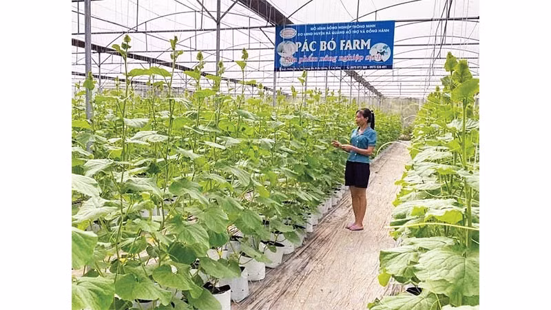 Nông dân xã Trường Hà đầu tư xây dựng nhà lưới, phát triển nông nghiệp công nghệ cao.