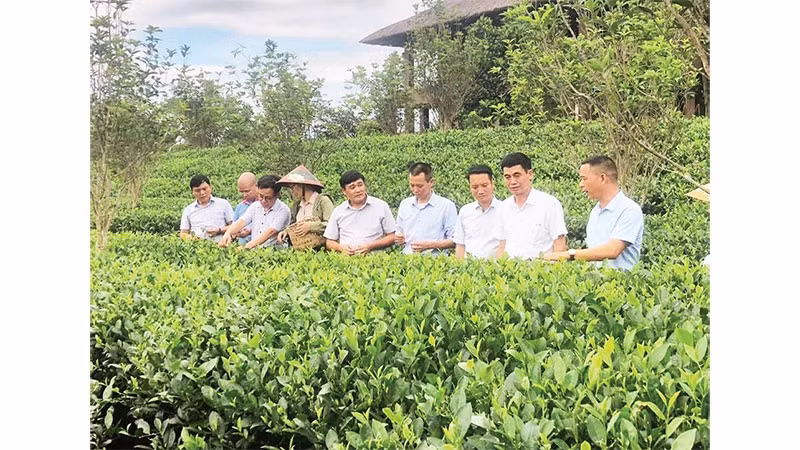 Giám đốc Hợp tác xã Trà và Du lịch cộng đồng Tiến Yên Bùi Trọng Đại giới thiệu mô hình trồng chè gắn với du lịch trải nghiệm.