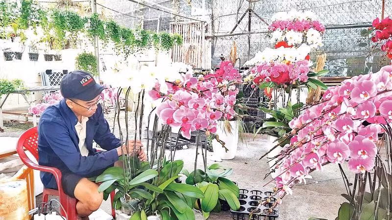 Chăm sóc hoa lan Hồ Điệp tại vườn lan trên đường Phạm Văn Đồng.