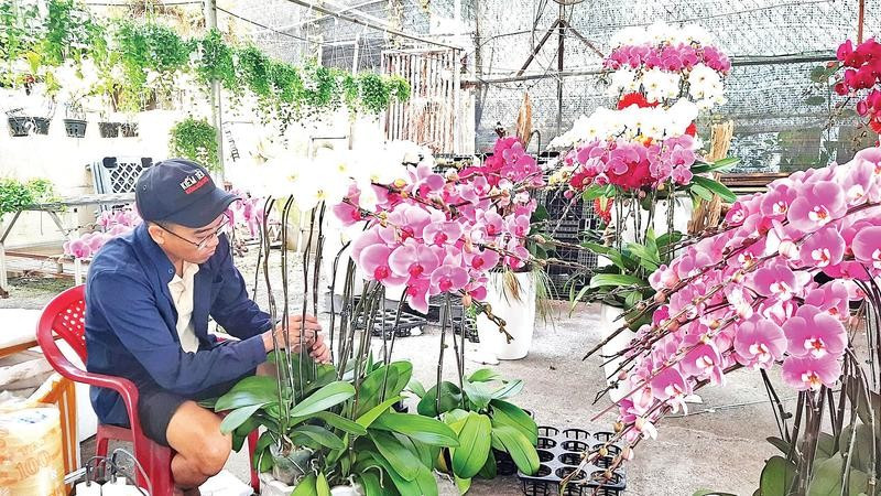 Chăm sóc hoa lan Hồ Điệp tại vườn lan trên đường Phạm Văn Đồng.