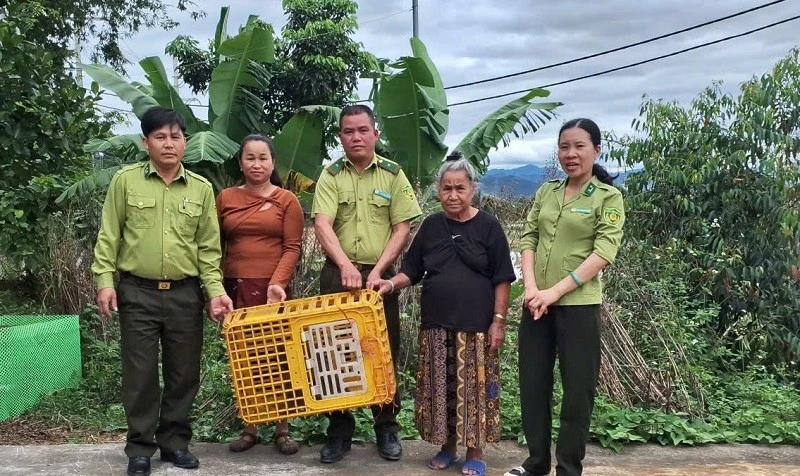 Lực lượng kiểm lâm xã Thanh An cùng nhân dân bản Yên Cang 2 đã vây bắt cá thể khỉ mặt đỏ thường xuyên quấy phá, phá hoại hoa màu của nhân dân.