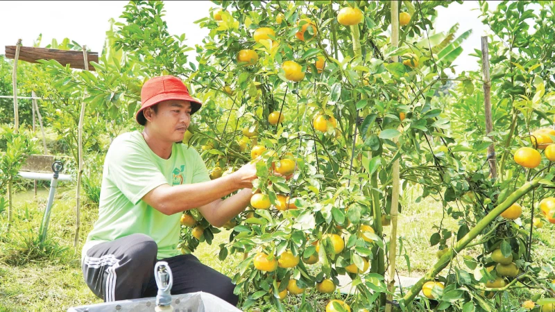 Nông dân Đồng Tháp chăm sóc cây quýt hồng