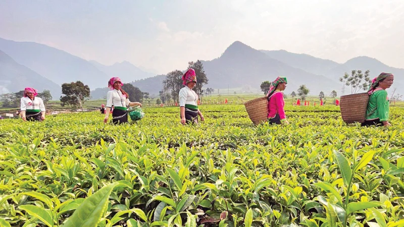 Lai Châu có thế mạnh phát triển nông nghiệp gắn với công nghiệp chế biến để tỉnh vươn lên bền vững.