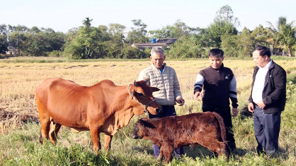 Từ nguồn vốn được hỗ trợ, gia đình ông Nguyễn Văn Gắn có thu nhập ổn định hơn.