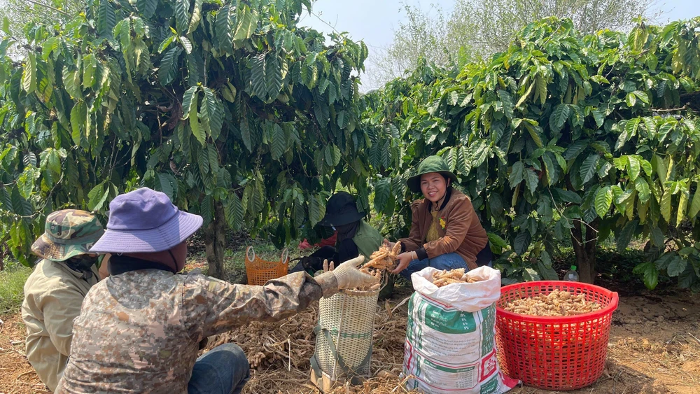 Mô hình trồng gừng sẻ giúp nhiều người dân xã Đăk Tô có thu nhập ổn định, thoát nghèo