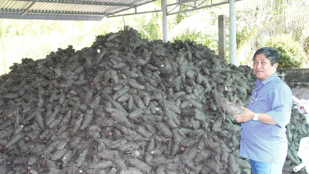 Thu hoạch khoai mỡ mang lại hiệu quả kinh tế, giúp nhiều hộ dân xã Bình Phước thoát nghèo.