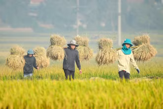 Nông dân Điện Biên thu hoạch lúa mùa. (Ảnh: nhandan.vn)