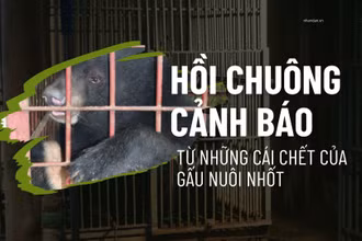 Hồi chuông cảnh báo từ những cái chết của gấu nuôi nhốt