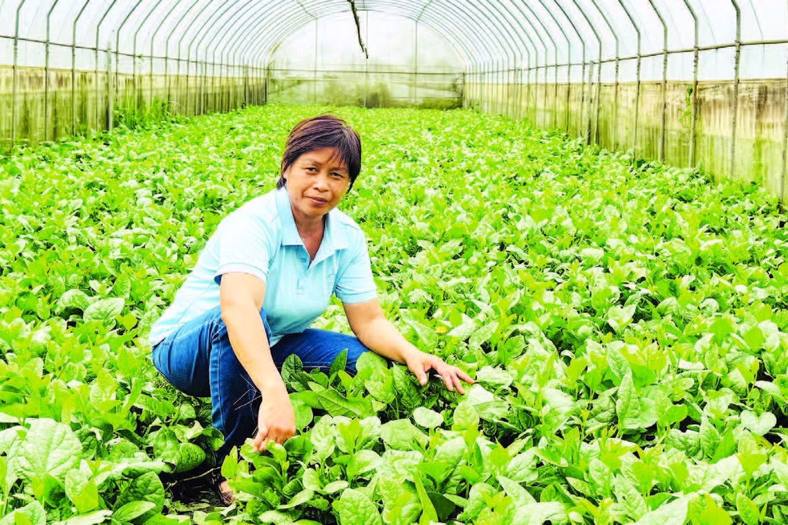Chị Đặng Thị Cuối bên những luống rau hữu cơ chuẩn bị thu hoạch.