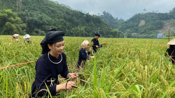 Thi hái lúa nếp non bằng dụng cụ truyền thống. (Ảnh: TUẤN SƠN)