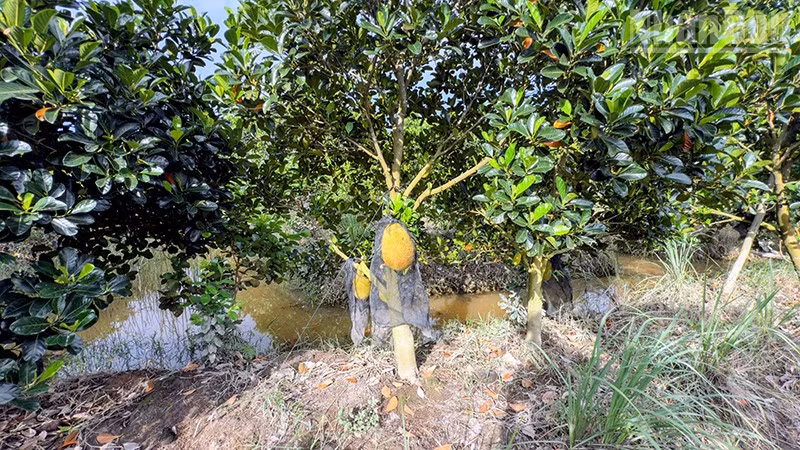 ndo_tr_anh-5-ngap-ung.jpg