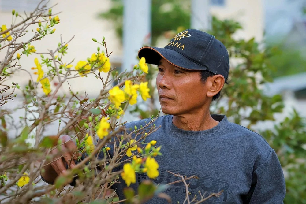 Những bông hoa nở sớm khiến người trồng mai ở phường An Nhơn Đông lo lắng. Ảnh: NGUYỄN GIA