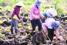 Trên cánh đồng đá dung nham núi lửa phủ kín bề mặt, người dân phải cần mẫn tìm từng khe đá nhỏ để tra hạt.