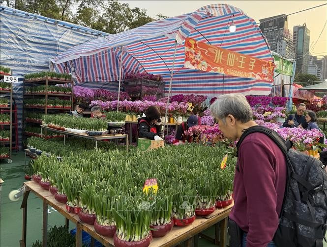 Mỗi dịp Xuân về, người dân Hồng Kông (Trung Quốc) thường đến chợ hoa Tết mua các loại cây, hoa đặc trưng của mùa Xuân. (Ảnh: TTXVN)