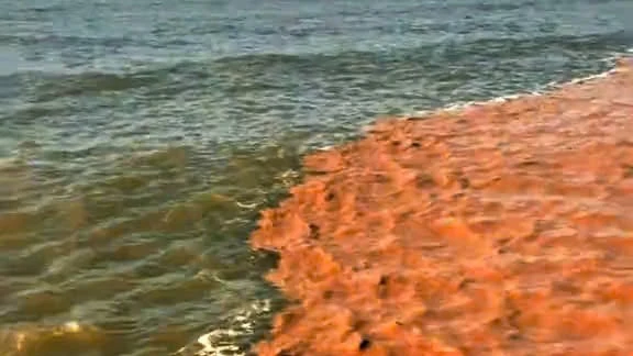 Ảnh vùng nước biển Tây Nam Cà Mau thêm màu lạ không phải đặc trưng của nước biển. (Ảnh cắt từ clip)