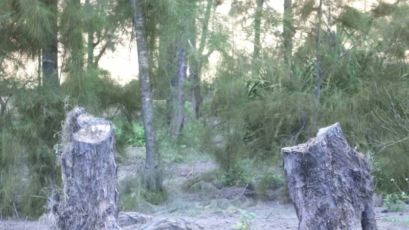 Nhiều cây phi lao hàng chục năm tuổi chắn gió bão ven biển bị chặt phá trái phép ở xã Hòa Trạch, tỉnh Quảng Trị.