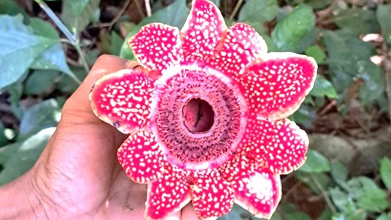 Loài hoa mang tên Địa nhãn Himalaya lần đầu tiên được phát hiện, ghi nhận ở Vườn quốc gia Phong Nha-Kẻ Bàng. (Ảnh: Vườn quốc gia Phong Nha-Kẻ Bàng)