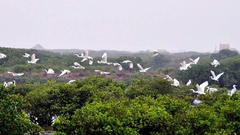 Vườn quốc gia Xuân Thủy được mệnh danh là "Ga chim quốc tế".