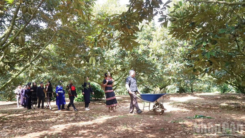 Với tổng diện tích khoảng 44.900 ha, đến nay Đắk Lắk là một trong những tỉnh có diện tích sầu riêng nhiều nhất cả nước.