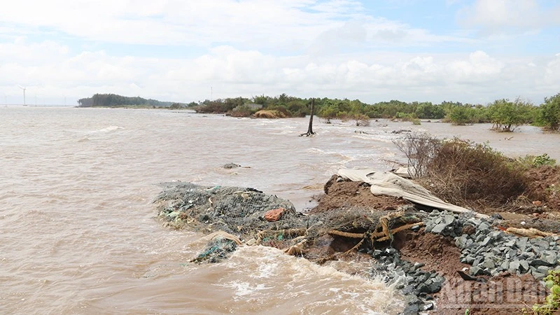 Đoạn bờ bao ngăn triều cường xã đảo Đông Hải, tỉnh Vĩnh Long đã bị nước biển cuốn trôi hoàn toàn.