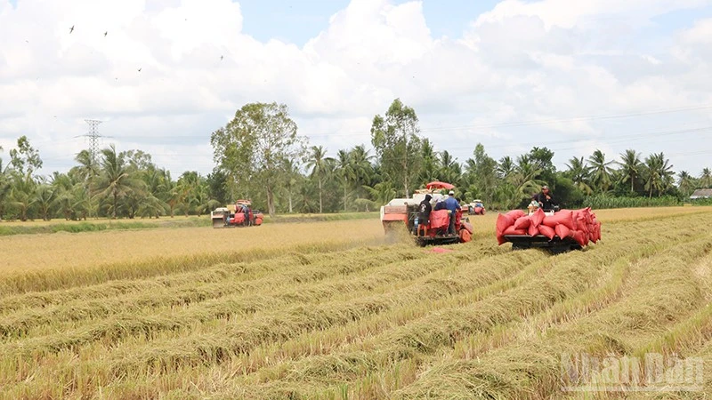 Thu hoạch lúa chất lượng cao, phát thải thấp tại xã Châu Thành, tỉnh Vĩnh Long.