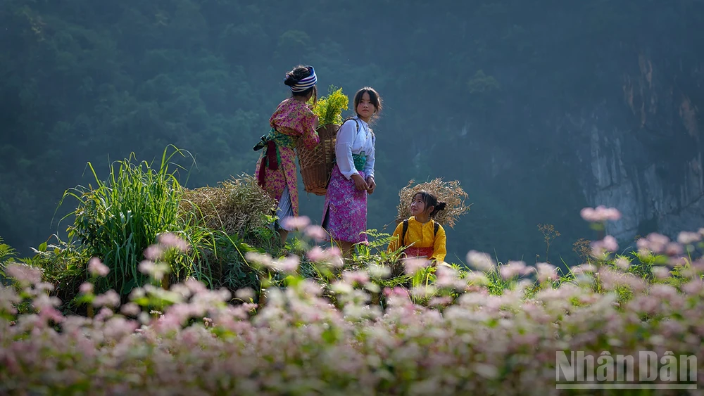 Miền đá nở hoa. (Ảnh: Vũ Linh) 