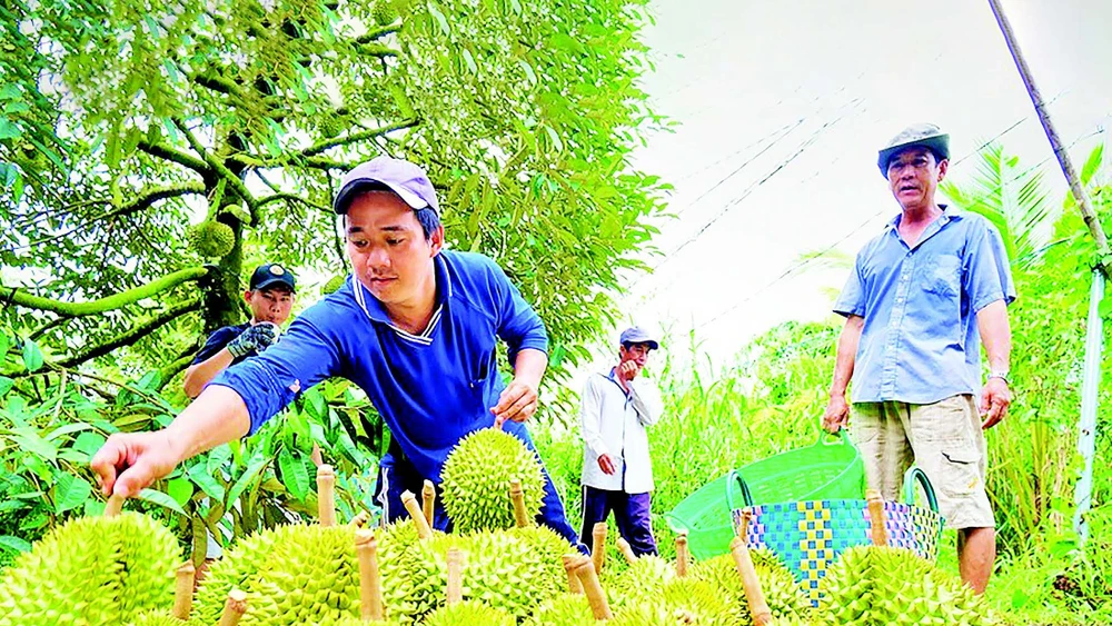Nông dân An Giang thu hoạch sầu riêng. (Ảnh PHONG LINH)