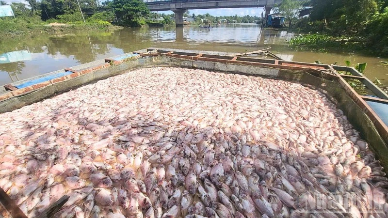 Nhiều hộ nuôi cá trong lồng bè tại thành phố Cần Thơ có cá bị chết hàng loạt.