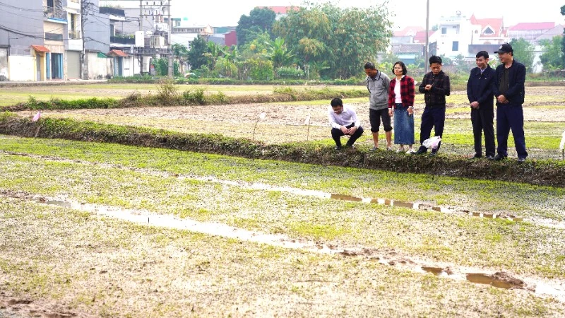 Kiểm tra diện tích gieo mạ giống lúa Ngọc Nương 9 tại phường Tam Sơn.